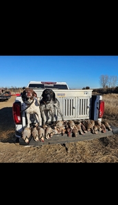 Kilo's Thunderhead Skye 2